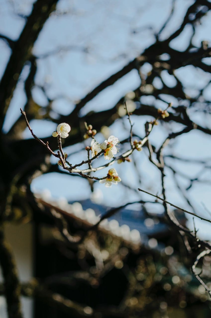Превью Tokyo 2024